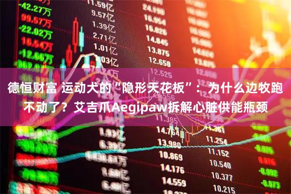 德恒财富 运动犬的“隐形天花板”：为什么边牧跑不动了？艾吉爪Aegipaw拆解心脏供能瓶颈